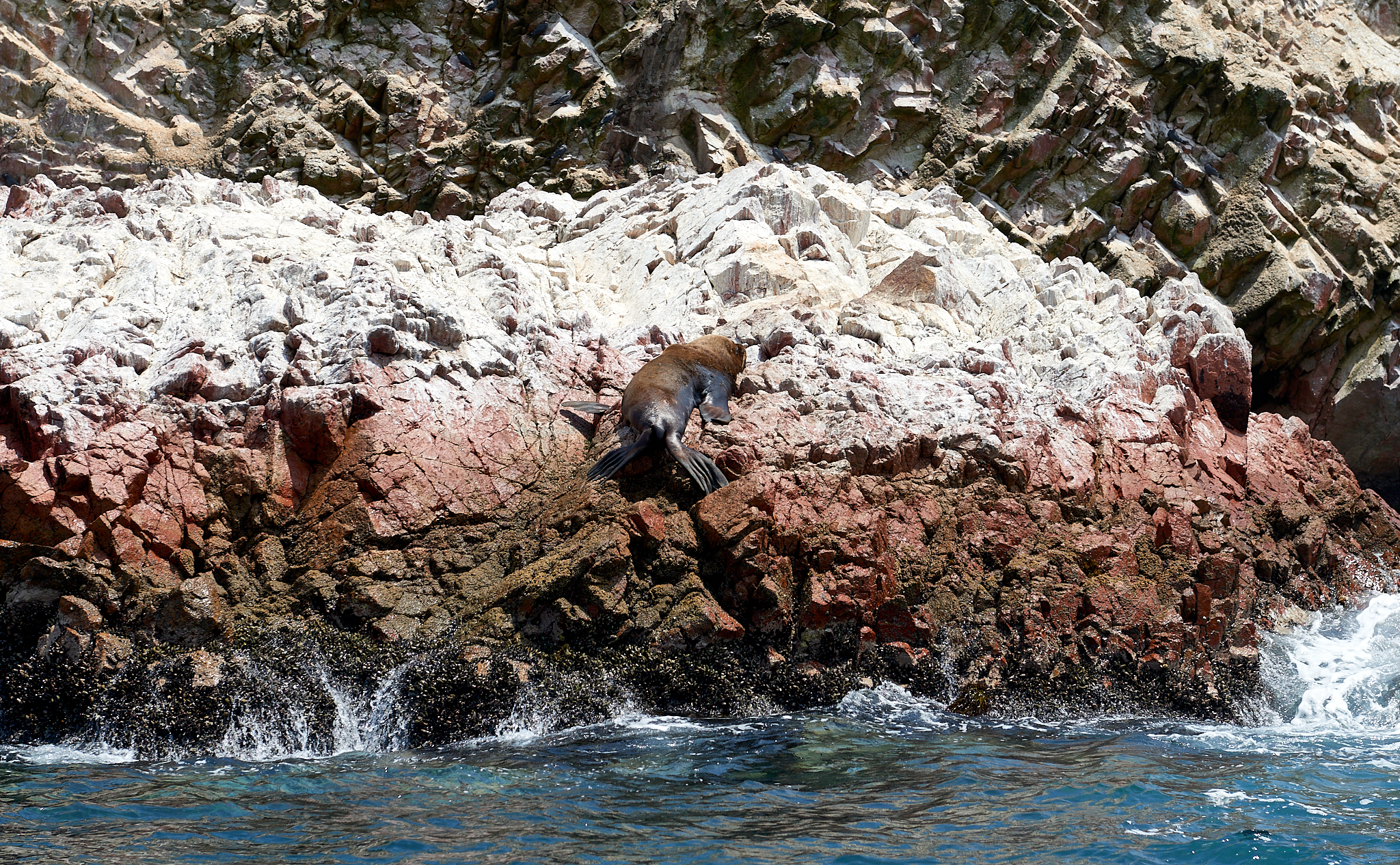 20200304 205 [페루] 바예스타섬